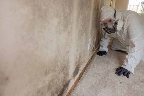 Environmental Consulting for Mold Prevention in Summit, IL